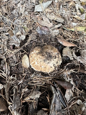  ( - FDS-CA-01032)  @11 [ ] by-nc (2024) Bat Vardeh Fungal Diversity Survey