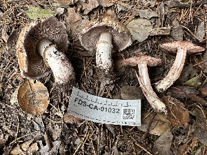  ( - FDS-CA-01032)  @11 [ ] by-nc (2024) Bat Vardeh Fungal Diversity Survey