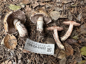  ( - FDS-CA-01032)  @11 [ ] by-nc (2024) Bat Vardeh Fungal Diversity Survey