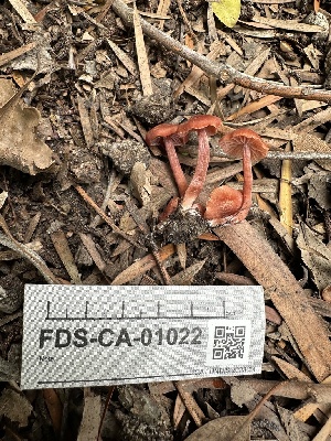  (Laccaria sp. CA03 - FDS-CA-01022)  @11 [ ] by-nc (2024) Bat Vardeh Fungal Diversity Survey