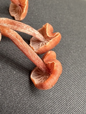  ( - FDS-CA-01022)  @11 [ ] by-nc (2024) Bat Vardeh Fungal Diversity Survey