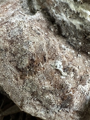  (Gloeoporus sp. dichrous-IN01 - FDS-CA-01033)  @11 [ ] by-nc (2024) Bat Vardeh Fungal Diversity Survey