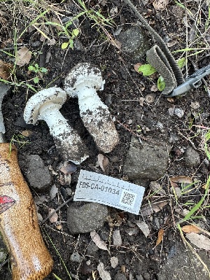  (Amanita sp. CA09 - FDS-CA-01034)  @11 [ ] by-nc (2024) Bat Vardeh Fungal Diversity Survey