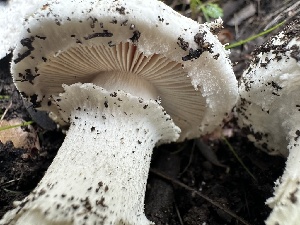  ( - FDS-CA-01034)  @11 [ ] by-nc (2024) Bat Vardeh Fungal Diversity Survey