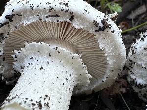  ( - FDS-CA-01034)  @11 [ ] by-nc (2024) Bat Vardeh Fungal Diversity Survey