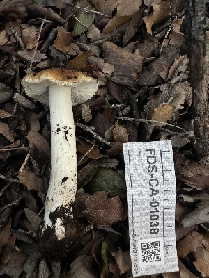  (Inosperma sp. CA01 - FDS-CA-01038)  @11 [ ] by-nc (2024) Bat Vardeh Fungal Diversity Survey