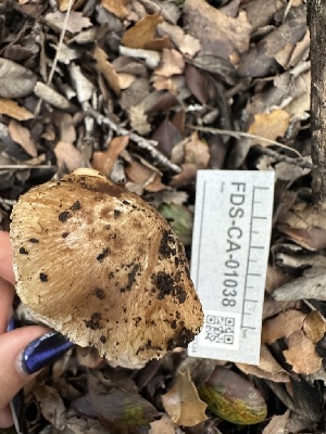  ( - FDS-CA-01038)  @11 [ ] by-nc (2024) Bat Vardeh Fungal Diversity Survey