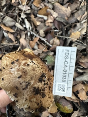  ( - FDS-CA-01038)  @11 [ ] by-nc (2024) Bat Vardeh Fungal Diversity Survey