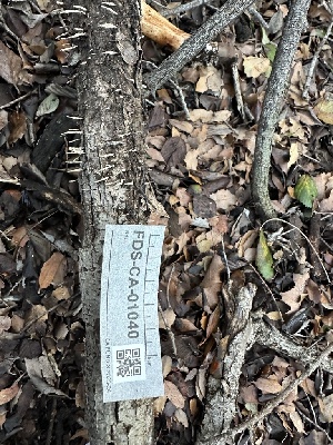  ( - FDS-CA-01040)  @11 [ ] by-nc (2024) Bat Vardeh Fungal Diversity Survey