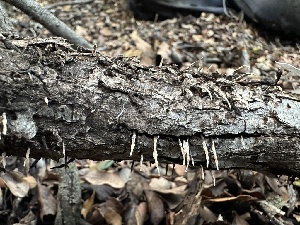  ( - FDS-CA-01040)  @11 [ ] by-nc (2024) Bat Vardeh Fungal Diversity Survey