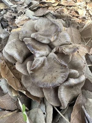  ( - FDS-CA-02003)  @11 [ ] by-nc (2024) Bat Vardeh Fungal Diversity Survey