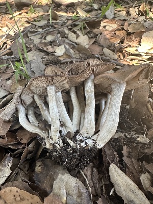  ( - FDS-CA-02003)  @11 [ ] by-nc (2024) Bat Vardeh Fungal Diversity Survey
