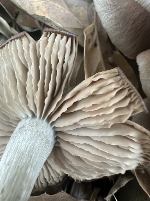  ( - FDS-CA-02003)  @11 [ ] by-nc (2024) Bat Vardeh Fungal Diversity Survey