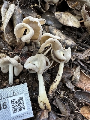  ( - FDS-CA-02046)  @11 [ ] by-nc (2024) Bat Vardeh Fungal Diversity Survey