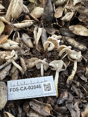  ( - FDS-CA-02046)  @11 [ ] by-nc (2024) Bat Vardeh Fungal Diversity Survey