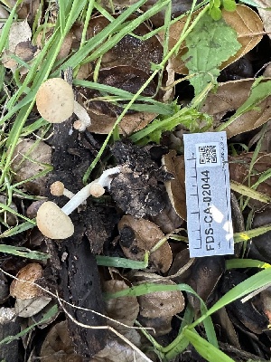  ( - FDS-CA-02044)  @11 [ ] by-nc (2024) Bat Vardeh Fungal Diversity Survey