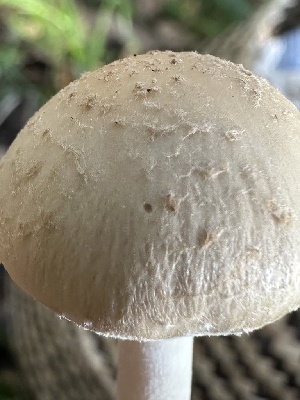  ( - FDS-CA-02044)  @11 [ ] by-nc (2024) Bat Vardeh Fungal Diversity Survey