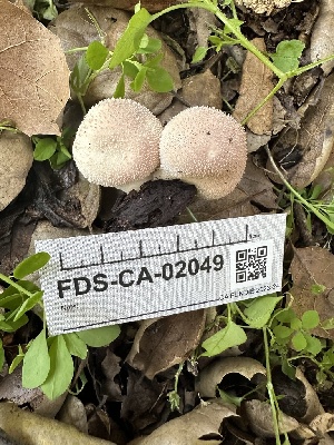  ( - FDS-CA-02049)  @11 [ ] by-nc (2024) Bat Vardeh Fungal Diversity Survey