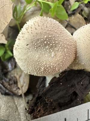  ( - FDS-CA-02049)  @11 [ ] by-nc (2024) Bat Vardeh Fungal Diversity Survey