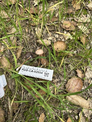  ( - FDS-CA-02054)  @11 [ ] by-nc (2024) Bat Vardeh Fungal Diversity Survey