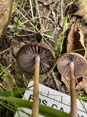  ( - FDS-CA-02054)  @11 [ ] by-nc (2024) Bat Vardeh Fungal Diversity Survey