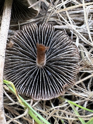  ( - FDS-CA-02042)  @11 [ ] by-nc (2024) Bat Vardeh Fungal Diversity Survey