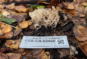  ( - FDS-CA-03450)  @11 [ ] by-nc (2024) Fresno Mycology Society Fungal Diversity Survey