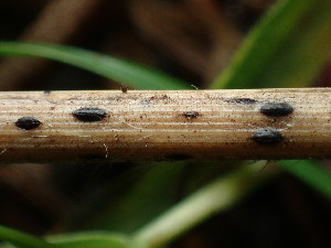  ( - FDS-CA-03223)  @11 [ ] by (2024) Justin Paulin Fungal Diversity Survey