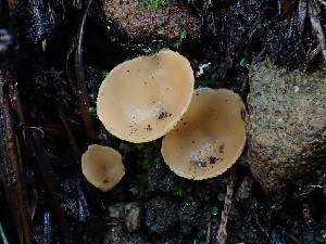  ( - FDS-CA-03228)  @11 [ ] by (2024) Justin Paulin Fungal Diversity Survey