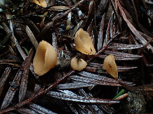  ( - FDS-CA-03228)  @11 [ ] by (2024) Justin Paulin Fungal Diversity Survey