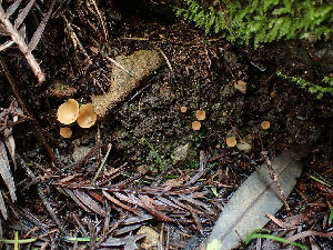  ( - FDS-CA-03228)  @11 [ ] by (2024) Justin Paulin Fungal Diversity Survey