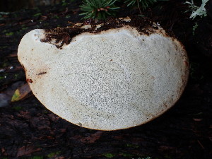  ( - FDS-CA-03229)  @11 [ ] by (2024) Justin Paulin Fungal Diversity Survey