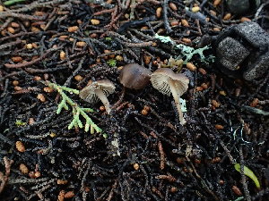  (Phloeomana sp. CA09 - FDS-CA-03232)  @11 [ ] by (2024) Justin Paulin Fungal Diversity Survey