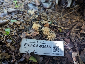 ( - FDS-CA-03636)  @11 [ ] by-nc (2024) Stu Pickell Fungal Diversity Survey