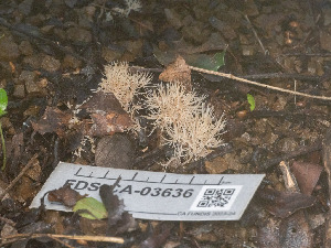  ( - FDS-CA-03636)  @11 [ ] by-nc (2024) Stu Pickell Fungal Diversity Survey