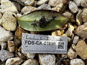  (Ciborinia - FDS-CA-01890)  @11 [ ] by-nc (2024) Aaron Tupac Fungal Diversity Survey