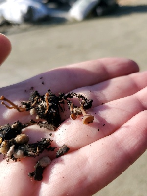  ( - FDS-CA-01890)  @11 [ ] by-nc (2024) Aaron Tupac Fungal Diversity Survey