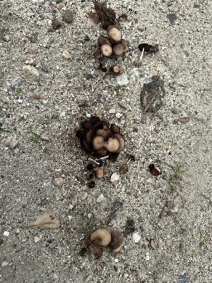  ( - FDS-CA-02039)  @11 [ ] by-nc (2024) Bat Vardeh Fungal Diversity Survey