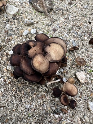  ( - FDS-CA-02039)  @11 [ ] by-nc (2024) Bat Vardeh Fungal Diversity Survey