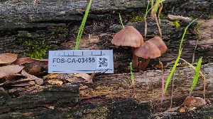  ( - FDS-CA-03455)  @11 [ ] by-nc (2024) Fresno Mycology Society Fungal Diversity Survey