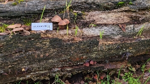  ( - FDS-CA-03455)  @11 [ ] by-nc (2024) Fresno Mycology Society Fungal Diversity Survey
