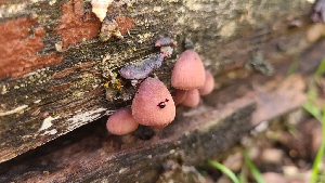  ( - FDS-CA-03455)  @11 [ ] by-nc (2024) Fresno Mycology Society Fungal Diversity Survey