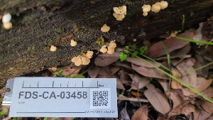  ( - FDS-CA-03458)  @11 [ ] by-nc (2024) Fresno Mycology Society Fungal Diversity Survey