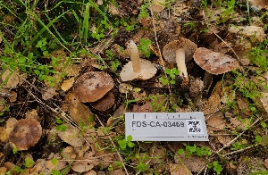  ( - FDS-CA-03459)  @11 [ ] by-nc (2024) Fresno Mycology Society Fungal Diversity Survey