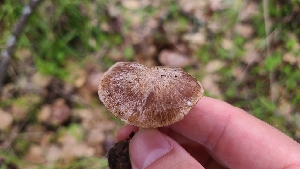 (Inocybe sp. CA46 - FDS-CA-03459)  @11 [ ] by-nc (2024) Fresno Mycology Society Fungal Diversity Survey