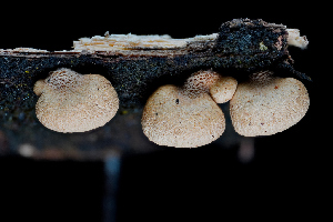  ( - FDS-CA-03458)  @11 [ ] by-nc (2024) Fresno Mycology Society Fungal Diversity Survey