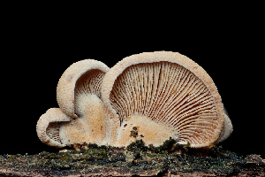  ( - FDS-CA-03458)  @11 [ ] by-nc (2024) Fresno Mycology Society Fungal Diversity Survey
