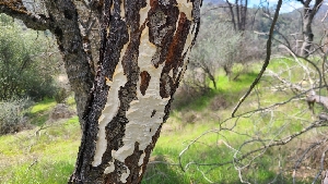  ( - FDS-CA-03461)  @11 [ ] by-nc (2024) Fresno Mycology Society Fungal Diversity Survey