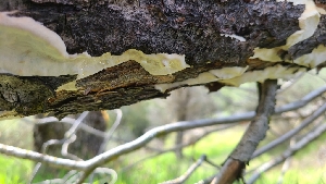 ( - FDS-CA-03461)  @11 [ ] by-nc (2024) Fresno Mycology Society Fungal Diversity Survey