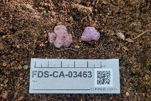  ( - FDS-CA-03463)  @11 [ ] by-nc (2024) Fresno Mycology Society Fungal Diversity Survey